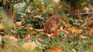 Eichhörnchen sitzt auf Wiese mit Herbstlaub