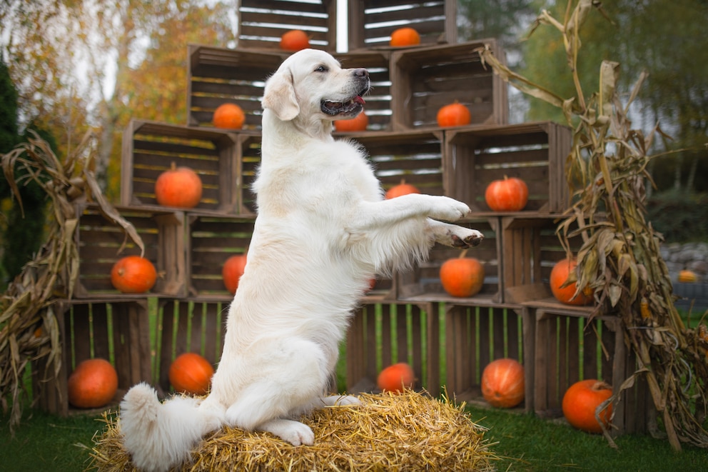 Golden Retriever vor Kürbis-Dekoration