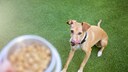Hundefutter aus Insekten gilt als Hoffnung für viele Halter von allergie­geplagten Vier­beinern. Die Stiftung Warentest hat sich durch das alternative Hundefutter getestet