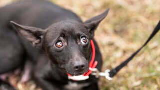 Auch Hunde können im Laufe ihres Lebens Traumata erleiden, die im Zweifelsfall das Leben der Tiere in vielen Situationen beeinflussen