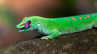 Geckos können Schallwellen und Vibrationen wahrnehmen.