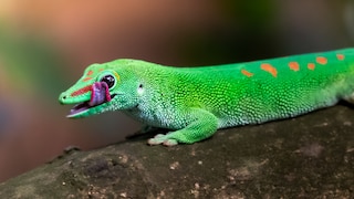 Geckos können Schallwellen und Vibrationen wahrnehmen.