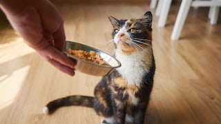 Ann-Kathrin Stockhorst (l.) und Swantje Rollersbroich präsentieren das Instant Katzenfutter PuriPet