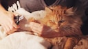Das Declawing von Katzen ist in Europa zu Recht verboten. Die Amputation der Krallen schadet dem Tier immens, verursacht Schmerzen und schränkt sein natürliches Verhalten drastisch ein.