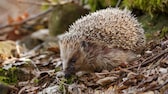 Igel sind jetzt im Herbst unterwegs, um sich auf die kalte Jahreszeit vorzubereiten. Dabei können ihnen Menschen recht einfach unter die Arme greifen