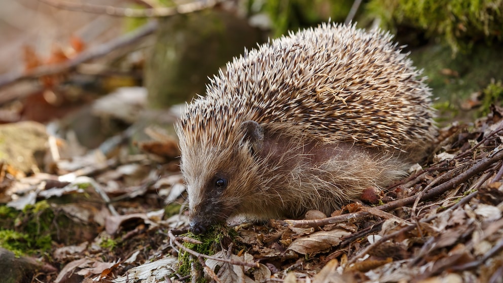 Igel sind jetzt im Herbst unterwegs, um sich auf die kalte Jahreszeit vorzubereiten. Dabei können ihnen Menschen recht einfach unter die Arme greifen