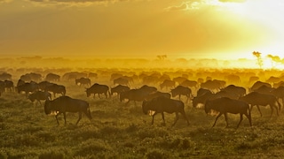 Gnus legen auf ihren Wanderungen Strecken von bis zu 1000 km zurück. Dabei leisten sie für das Ökosystem einen wichtigen Beitrag.