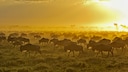 Gnus legen auf ihren Wanderungen Strecken von bis zu 1000 km zurück. Dabei leisten sie für das Ökosystem einen wichtigen Beitrag.