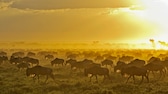 Gnus legen auf ihren Wanderungen Strecken von bis zu 1000 km zurück. Dabei leisten sie für das Ökosystem einen wichtigen Beitrag.