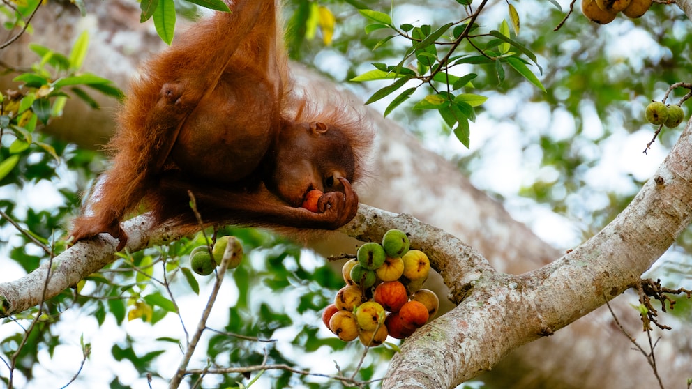 Eine neue Studie gibt Hinweise darauf, dass Wildtiere häufiger alkoholhaltige Früchte konsumieren als gedacht