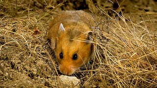 Goldhamster in der Natur
