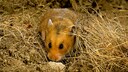 Goldhamster in der Natur