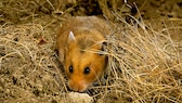 Goldhamster in der Natur