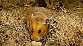 Goldhamster in der Natur