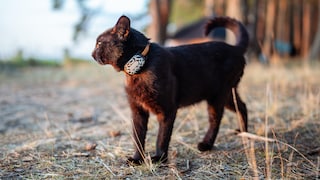 Schwarze Katze mit einem GPS-Tracker