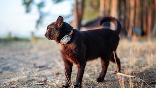 Schwarze Katze mit einem GPS-Tracker