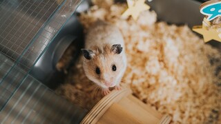 Hamster, der im Gehege sitzt und in die Kamera blickt