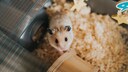 Hamster, der im Gehege sitzt und in die Kamera blickt