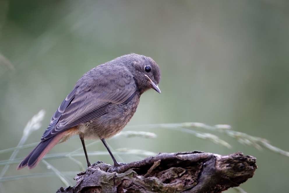 Nahaufnahme Hausrotschwanz (Phoenicurus ochruros)