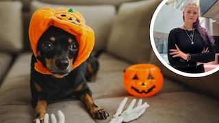 Kiollage aus Zwergpinscher im Kürbis-Kostüm mit Halloween-Deko und Porträtfoto Saskia Schneider (KReis)