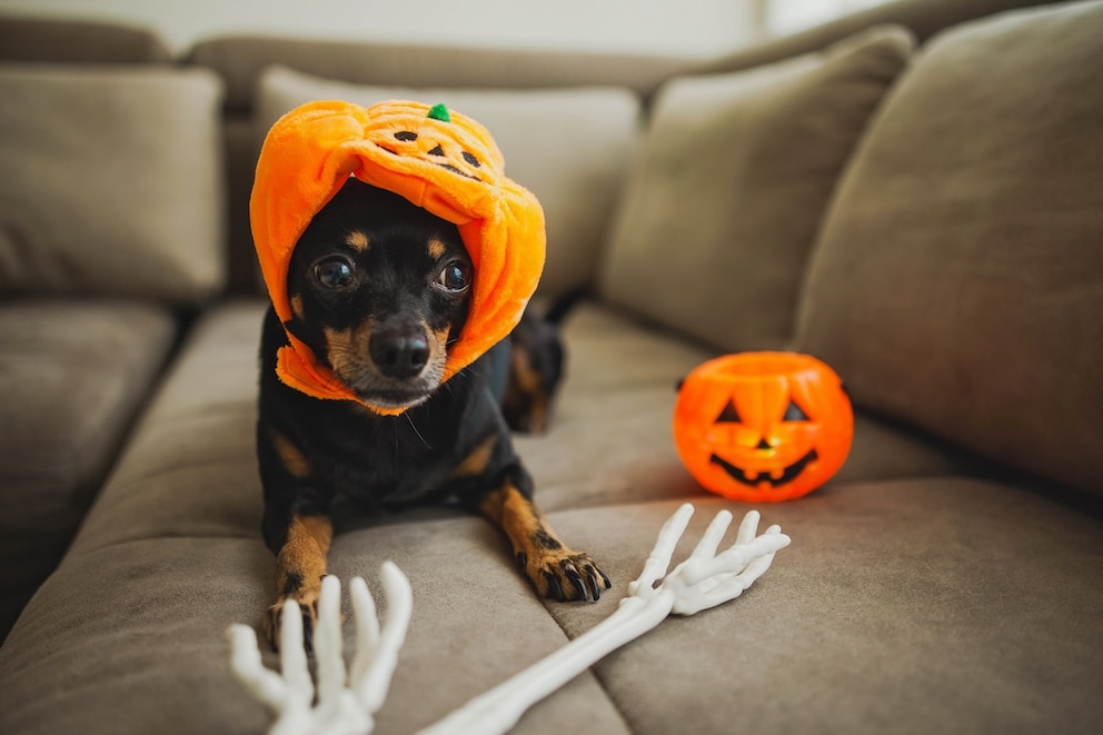 Zwergpinscher im Kürbis-Kostüm mit Halloween-Deko