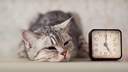 Katze liegt neben Uhr