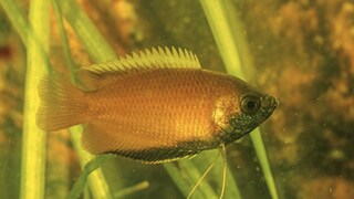 Honiggurami