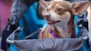 Hund sitzt in einem Buggy
