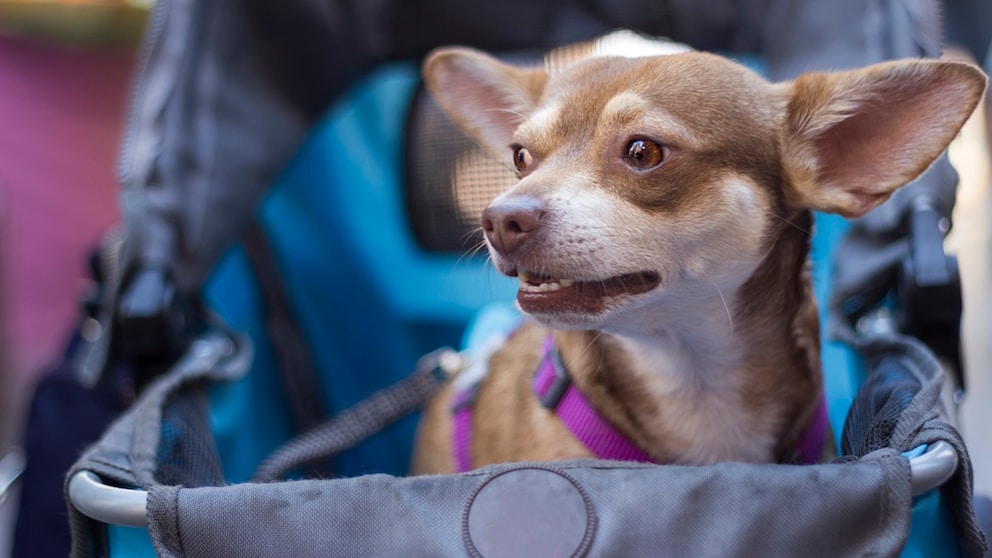 Hund sitzt in einem Buggy