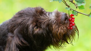 Hund isst Johannisbeeren vom Strauch.