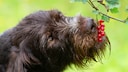 Hund isst Johannisbeeren vom Strauch.