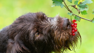 Hund isst Johannisbeeren vom Strauch.