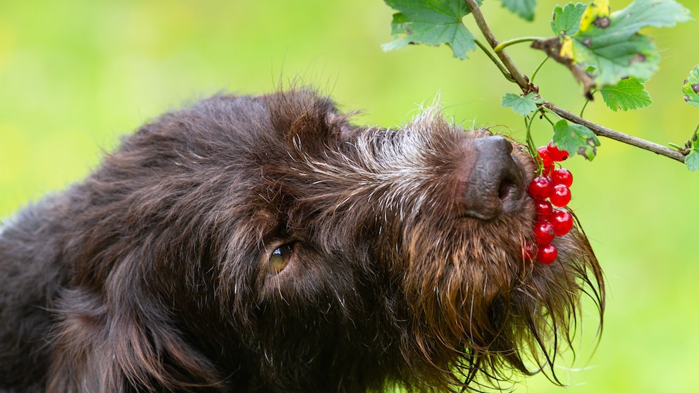 Hund isst Johannisbeeren vom Strauch.