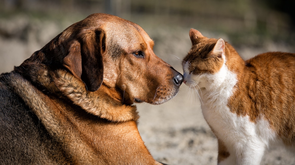 Katze und Hund berühren sich mit der Nase