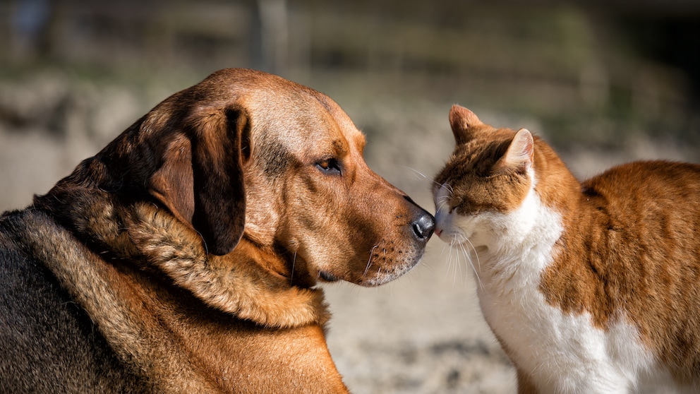 Katze und Hund berühren sich mit der Nase