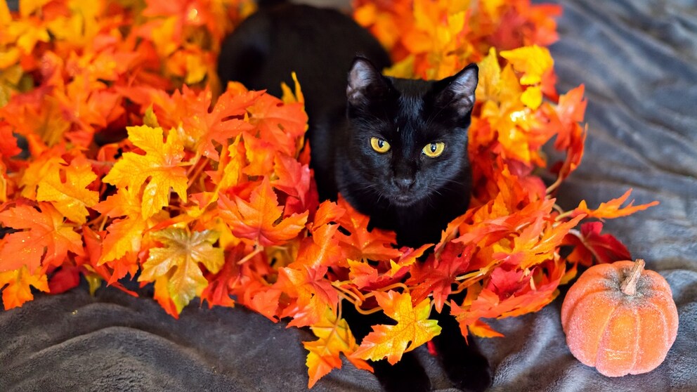 schwarze Katze sitzt in Blääter-Girlande neben einem Kürbis