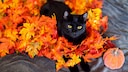 schwarze Katze sitzt in Blääter-Girlande neben einem Kürbis
