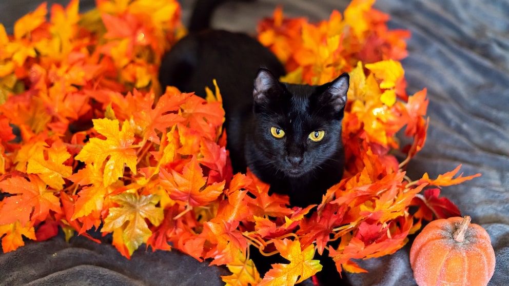 schwarze Katze sitzt in Blääter-Girlande neben einem Kürbis