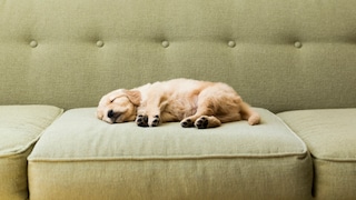 Ein Welpe schläft auf einem Sofa.