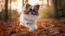 Kleiner Hund rennt durch Herbstlaub