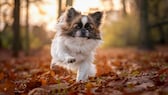 Kleiner Hund rennt durch Herbstlaub