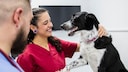 Ein Hund auf dem Behandlungstisch beim Tierarzt mit zwei Menschen