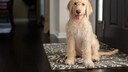 Labradoodle sitzt auf einem Teppich