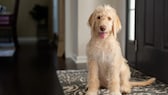 Labradoodle sitzt auf einem Teppich