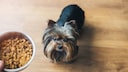 Yorkshire Terrier wartet auf sein Trockenfutter