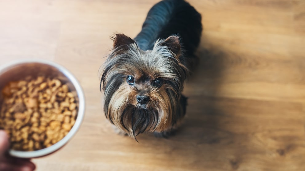 Yorkshire Terrier wartet auf sein Trockenfutter