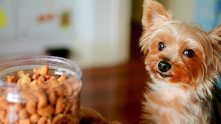 Hund steht neben Glas mit Nüssen