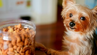 Hund steht neben Glas mit Nüssen