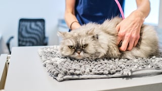 Hypertrophe Kardiomyopathie bei Katzen