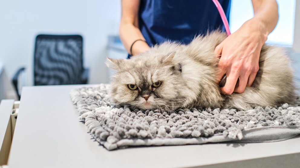 Hypertrophe Kardiomyopathie bei Katzen